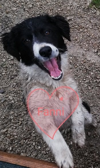 Mehr Info zu Fanni