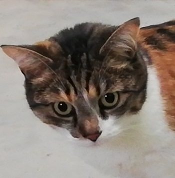 Mehr Info zu Lili
