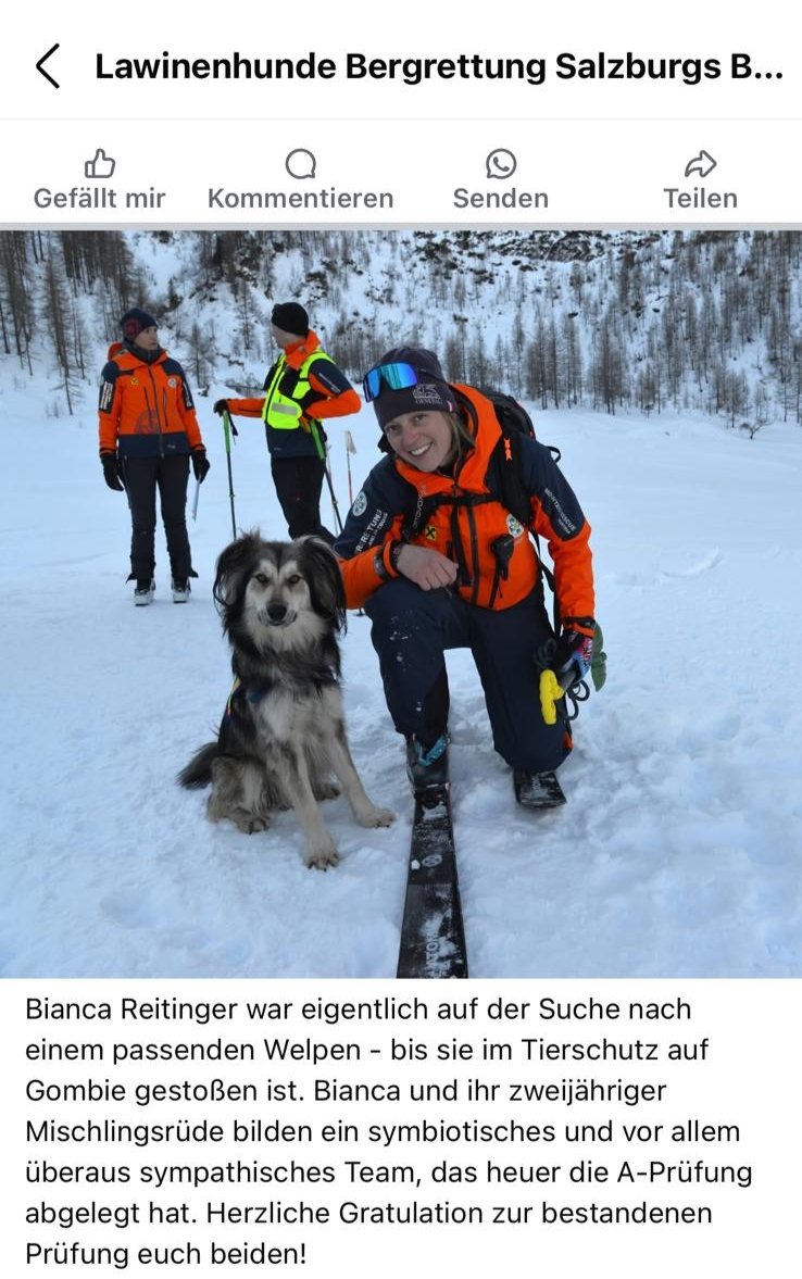 GOMBIE- vom ungarischen Tierheimhund zum Lawinen-Bergrettungshund 