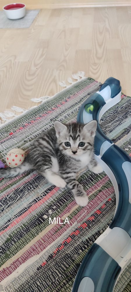 Mehr Info zu Hildegard und ihr Kitten Trio