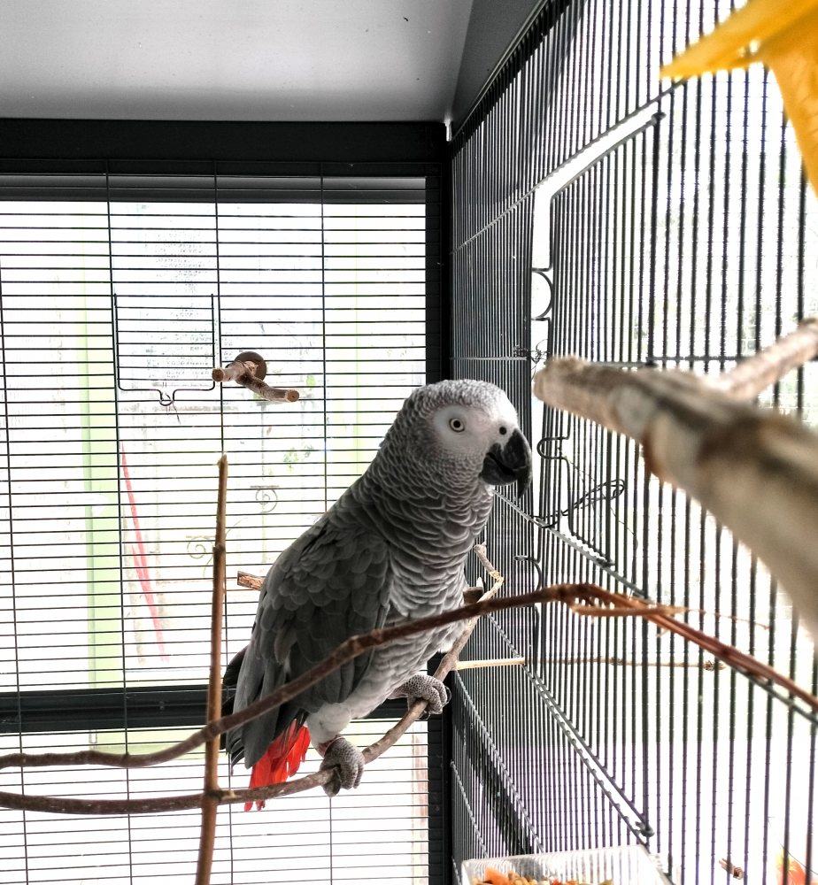 Mehr Info zu Charly der Graupapagei