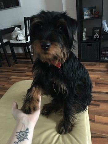 Bubu