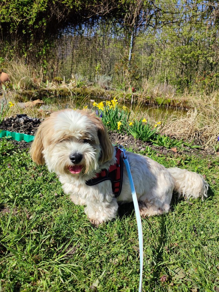 Mehr Info zu Ivy