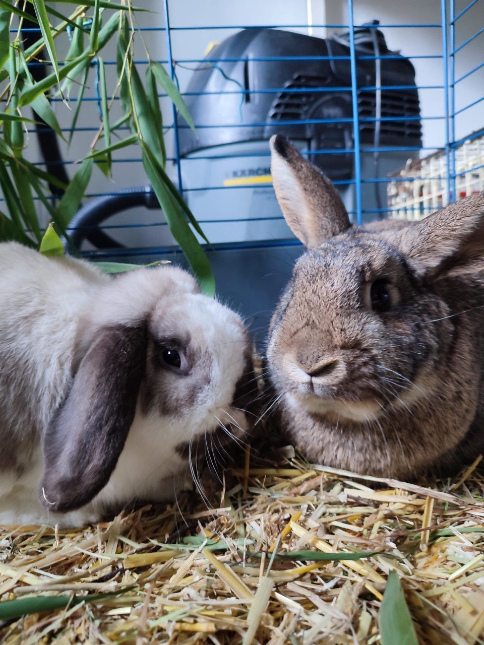 Mehr Info zu Jo und Jimmy - zwei Hasenkumpel