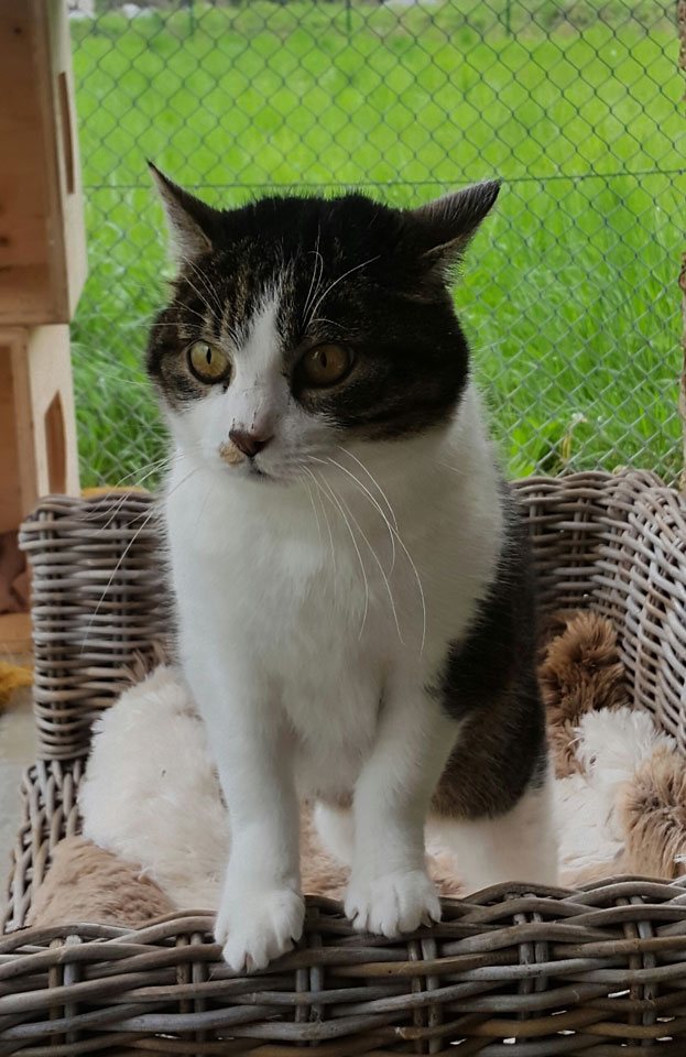 Mehr Info zu Katze Mirli