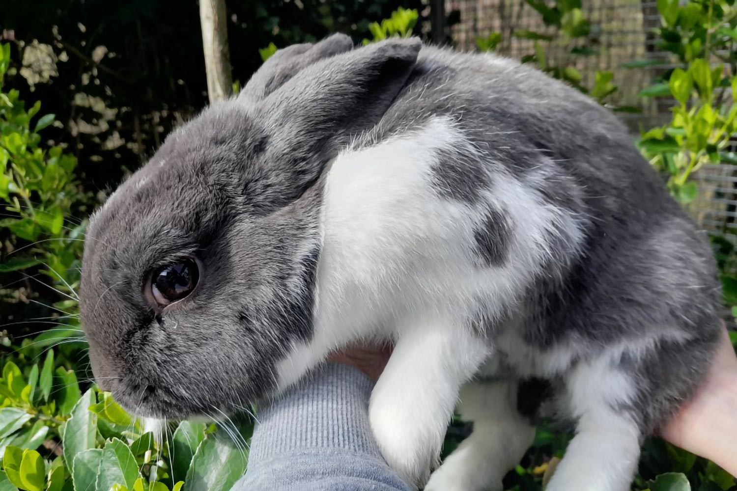 Tierheim Hallein