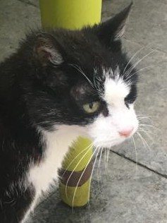 Mehr Info zu Kater Luka