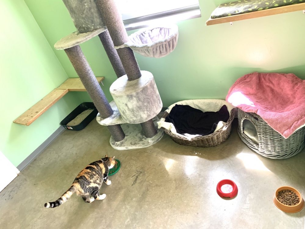 Katzen- Pension
