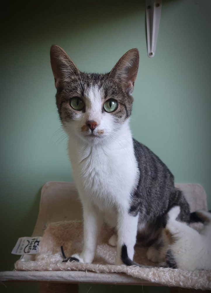 Cherry - brave Katzenmama