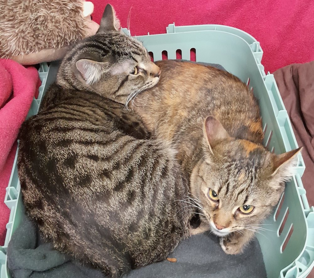 Locky und Ildonia