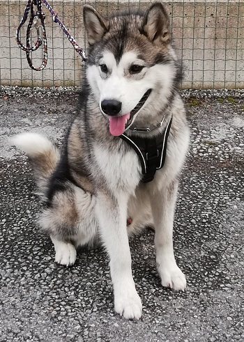 Mehr Info zu Kenai