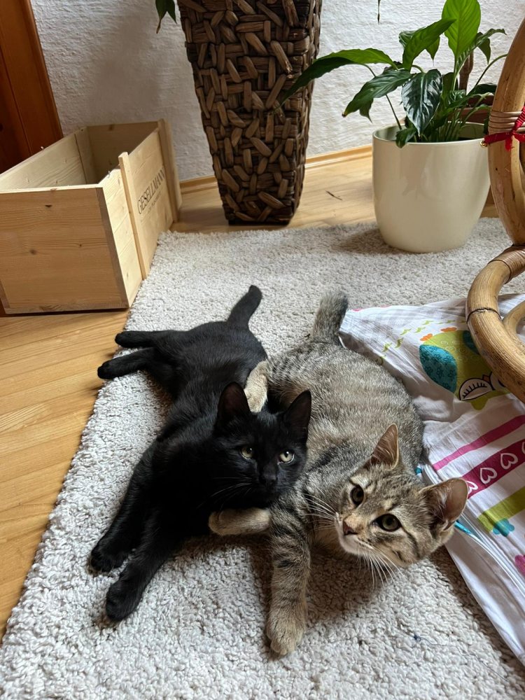 Mehr Info zu Kara Kitten-Duo