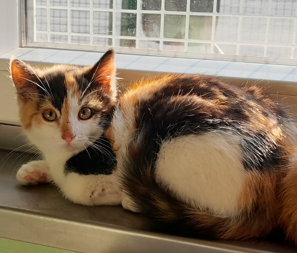 Mehr Info zu Simba und Sophie