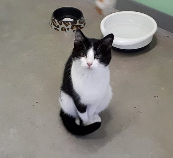 Kitti