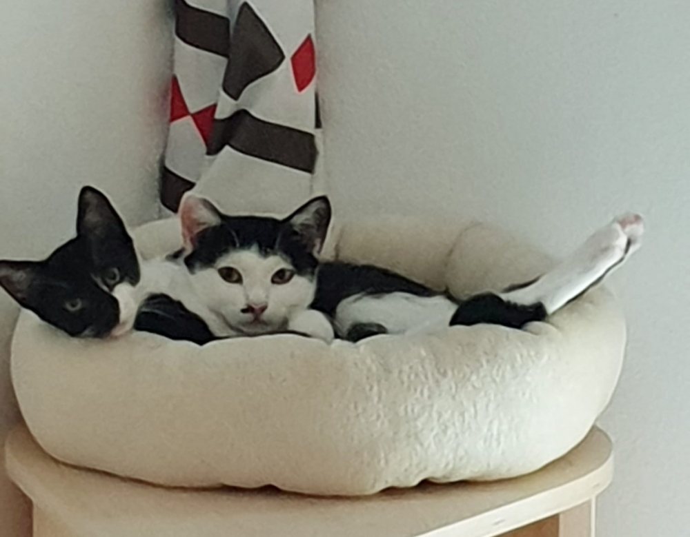 Mehr Info zu Kitty