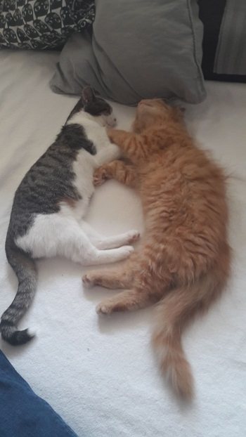 Mehr Info zu Murmel   &  Knuffi