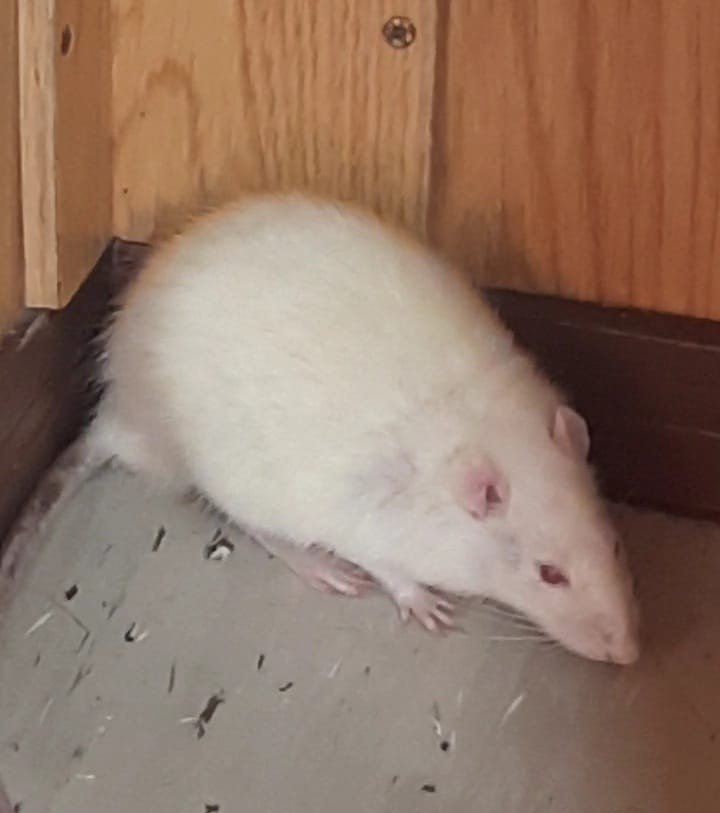 Mehr Info zu Ratte Nameless