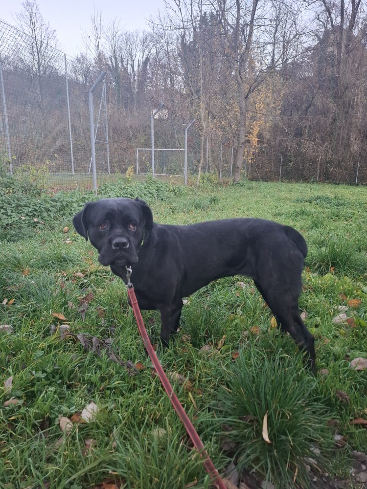 Mehr Info zu Ledi - noch etwas ängstlich