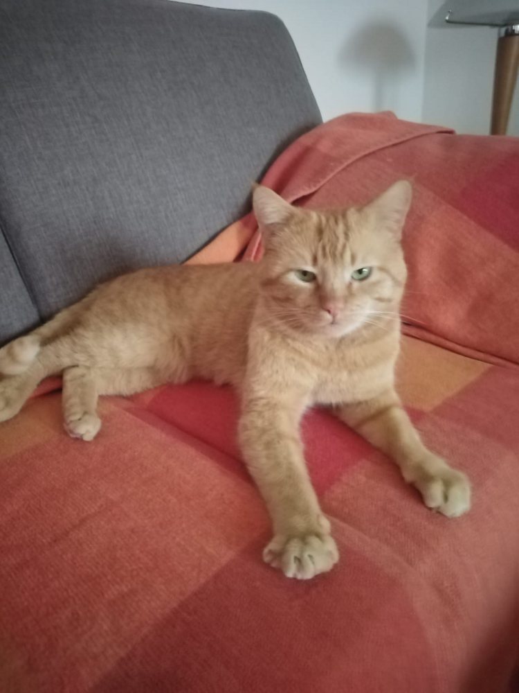Mehr Info zu Leo