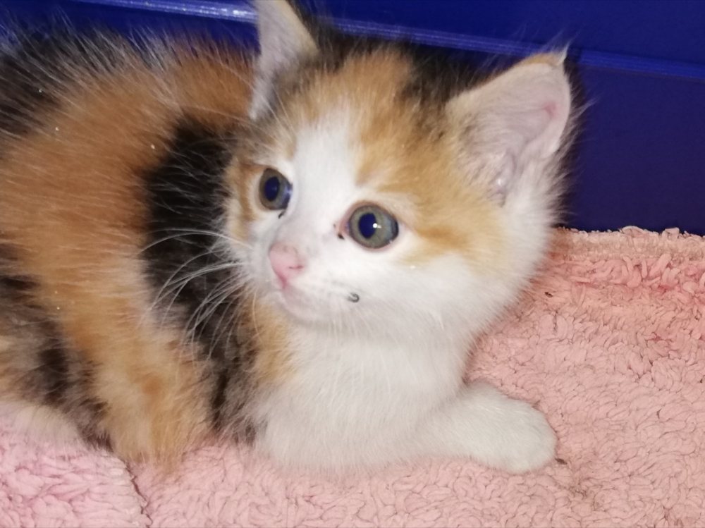 Mehr Info zu Leopoldine