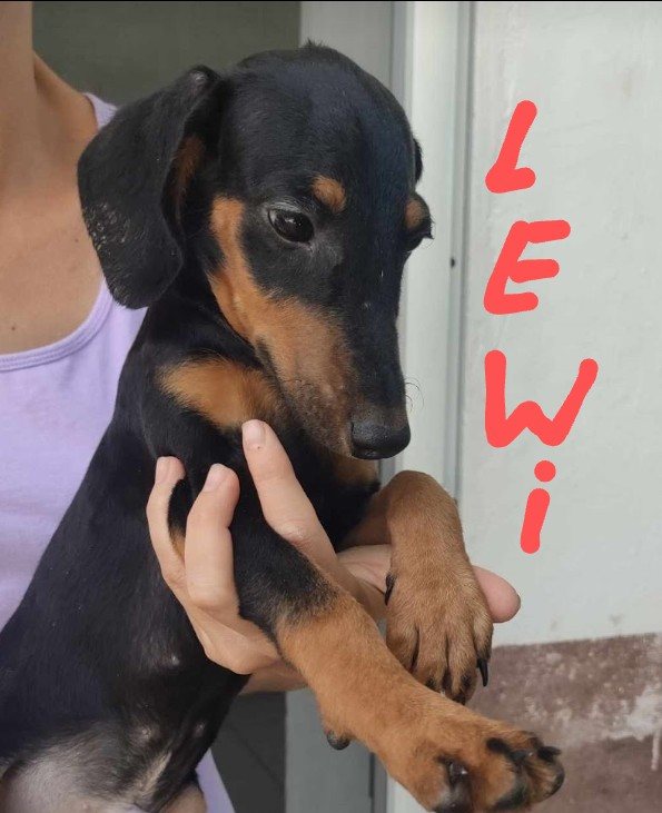 Lewi 