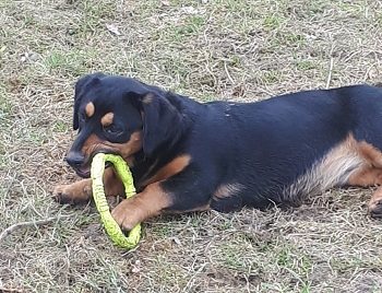 Mehr Info zu Lilli