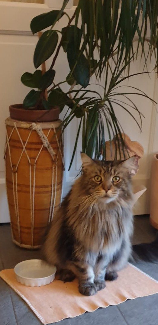 Mehr Info zu Lion
