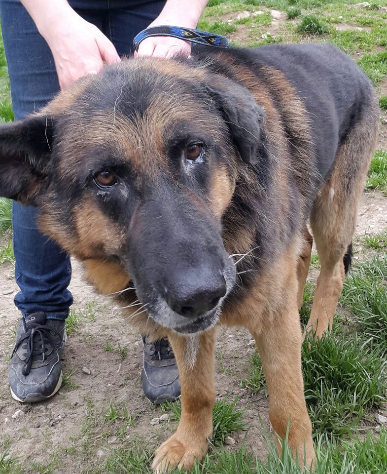 Rex (Deutscher Schäferhund)