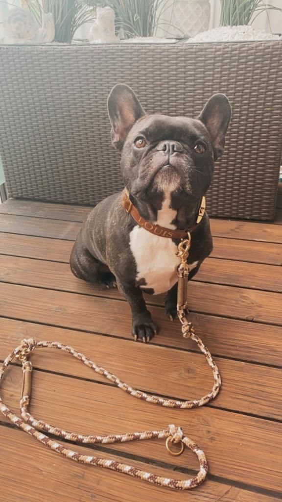 Mehr Info zu Louis