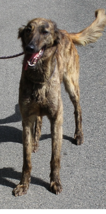 Mehr Info zu Csibesz alias Freya