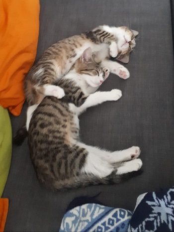 Mehr Info zu Maomao
