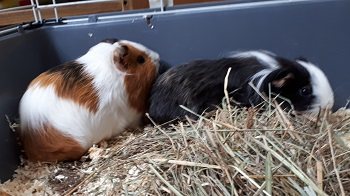 Mehr Info zu Fiffy und Flaffy