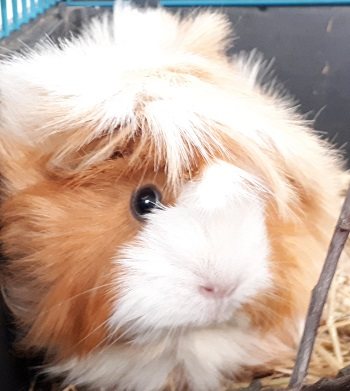 Mehr Info zu 2 Meerschweinchen