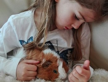 Mehr Info zu Meerschweinchen Flo und Fli
