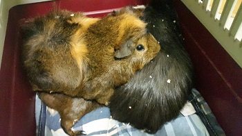 noch 4 Meerschweinchen