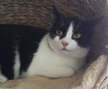 Melba