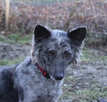 Mehr Info zu Merle