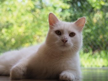 Mia