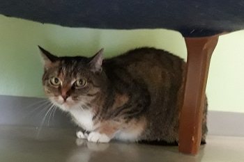 Mia 