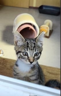 Mimi