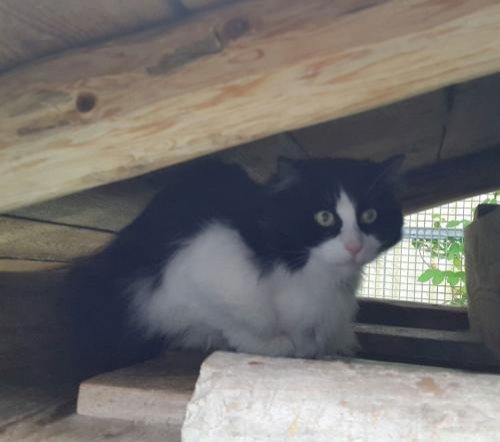 Katze Mischa