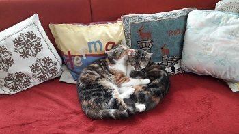 Mitzi  &  Blue