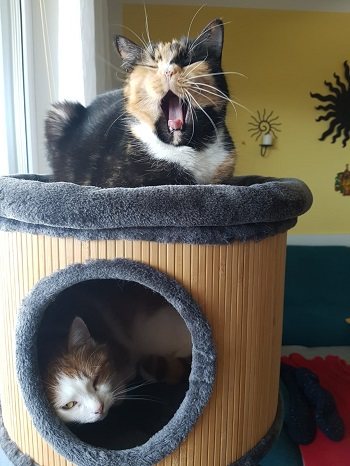 Mehr Info zu Molli und Milla