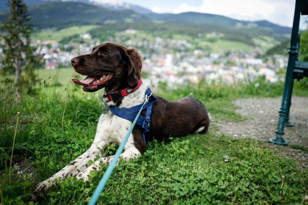 Mehr Info zu Max