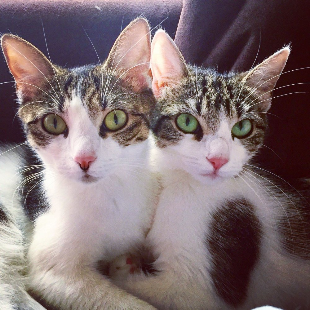 Nala und Cala