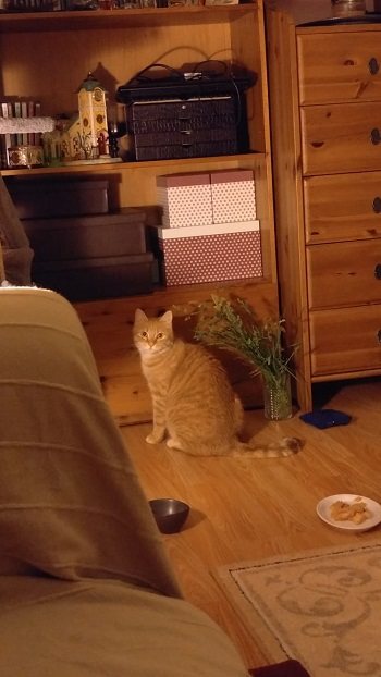 Mehr Info zu Nala