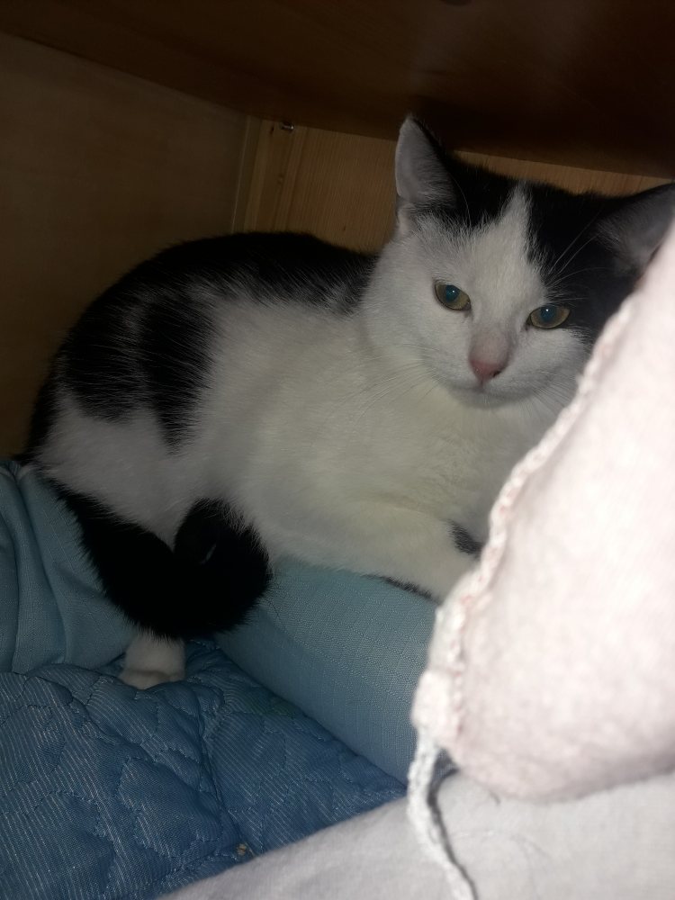 Mehr Info zu Unsere drei Mäuse
