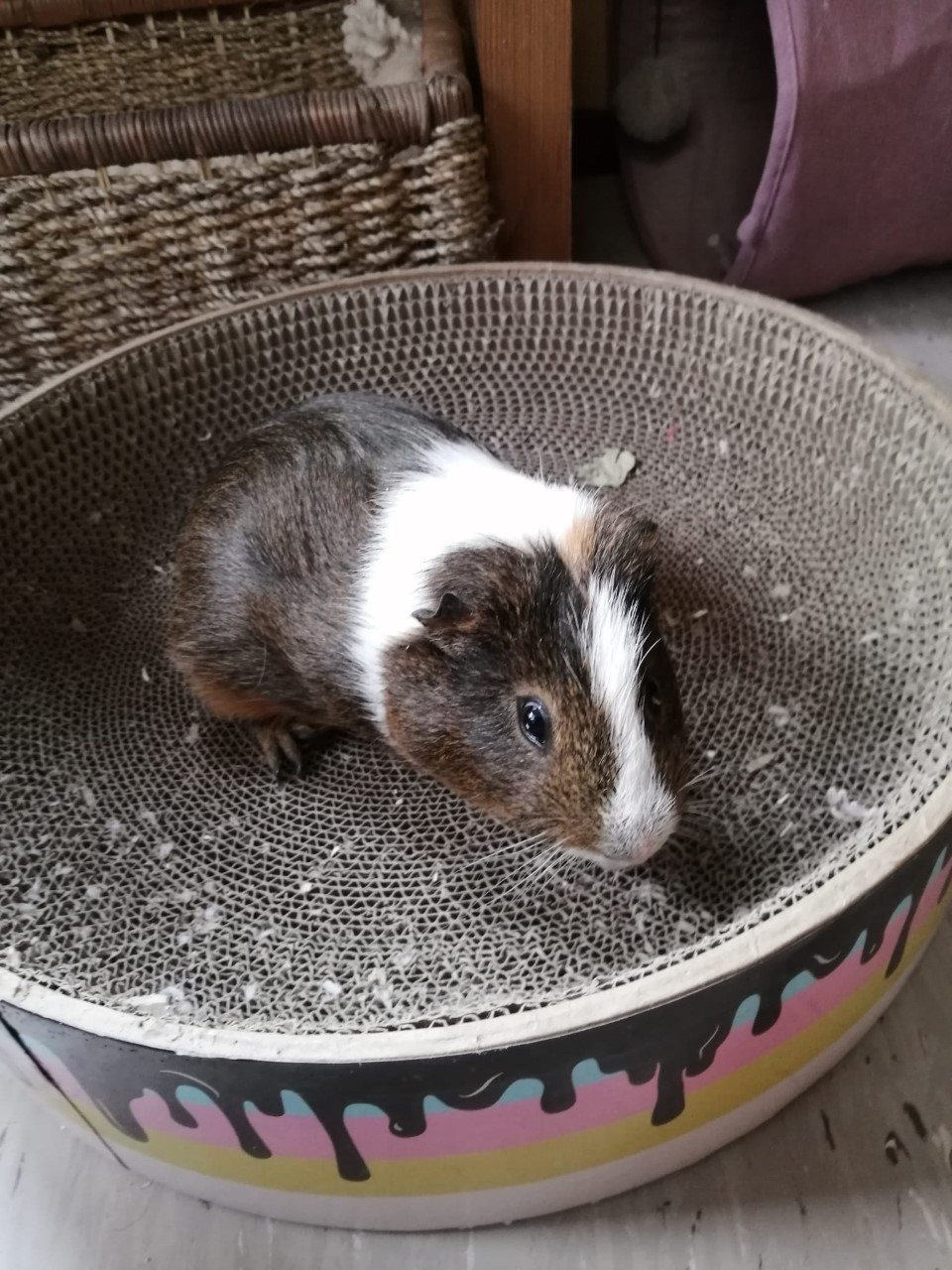 Mehr Info zu Meerschweinchen Paar sucht Familie
