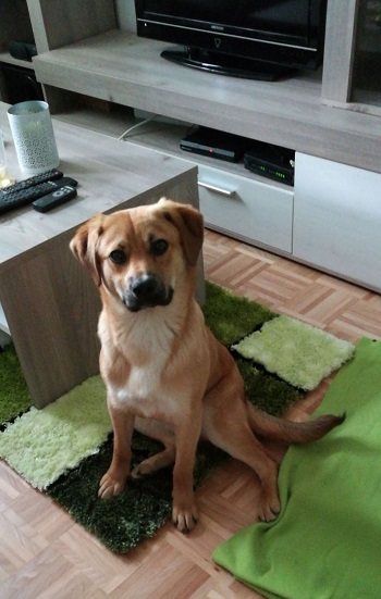 Mehr Info zu Pepo
