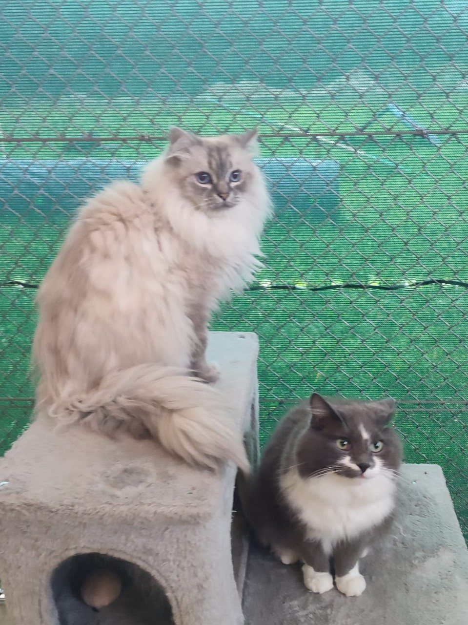 Mehr Info zu Leo und Simba